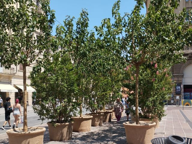 Alberi in vaso in piazza Re Enzo (BO)