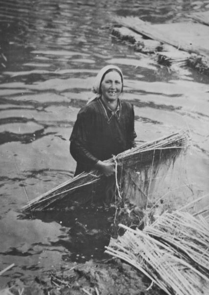 Lavorazione della canapa nel Bolognese