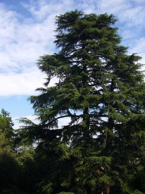 Un grande albero nel Parco di Villa Spada