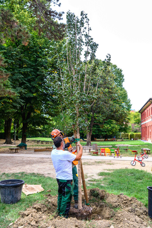 image of “I 100 alberi” dalle piazze del centro alle scuole della città