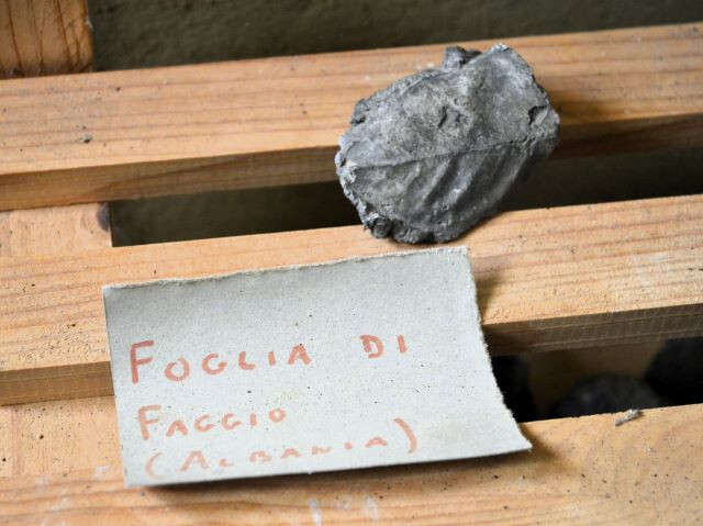 Foglia fossile