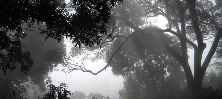 immagine di Il giardino dei fiori infelici