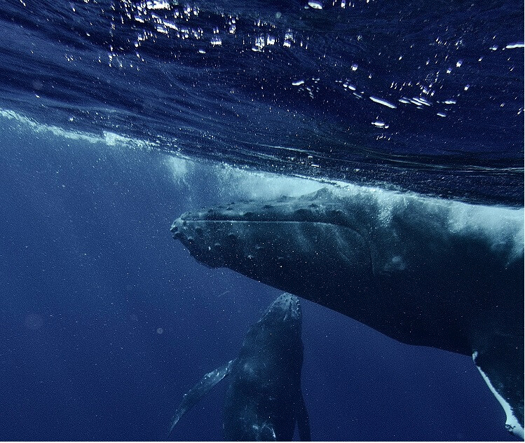 copertina di Come un canto di balena