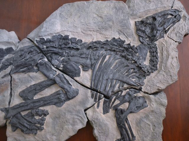 Collezione di Geologia "Museo Giovanni Capellini"