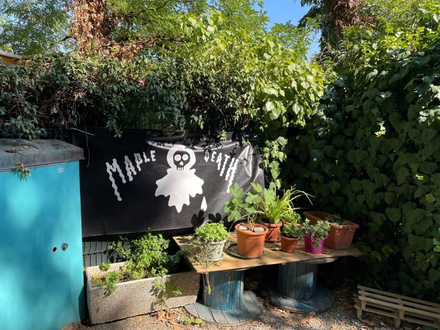 copertina di Maple death records