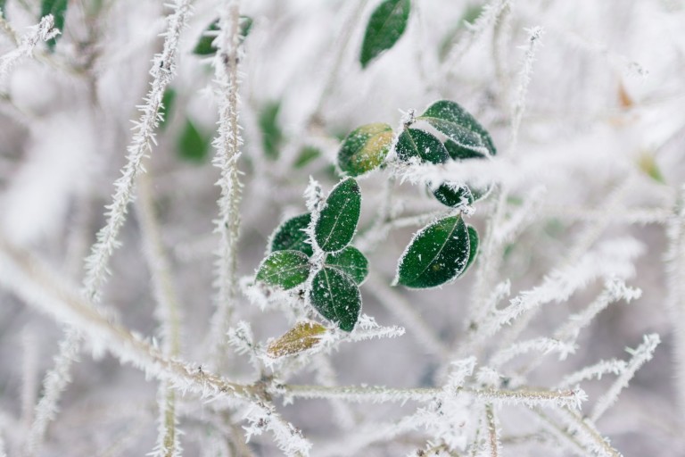 immagine di Il giardino d'inverno