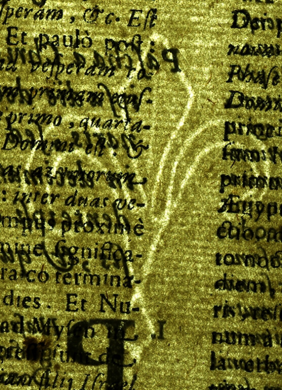 image of ID. 16 giglio