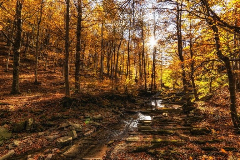 cover of Foliage nel Parco dei Laghi