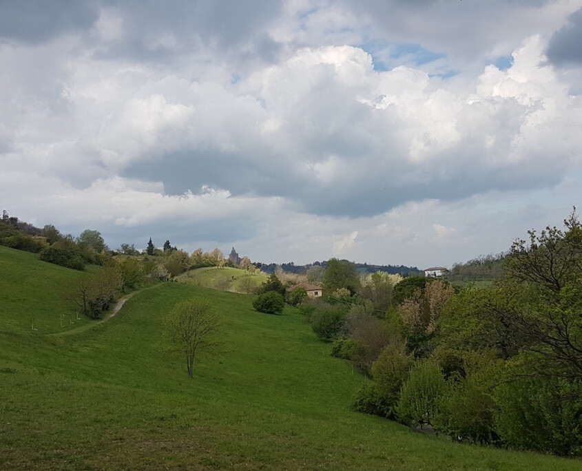 copertina di A passeggio accompagnati da Maestro Albero